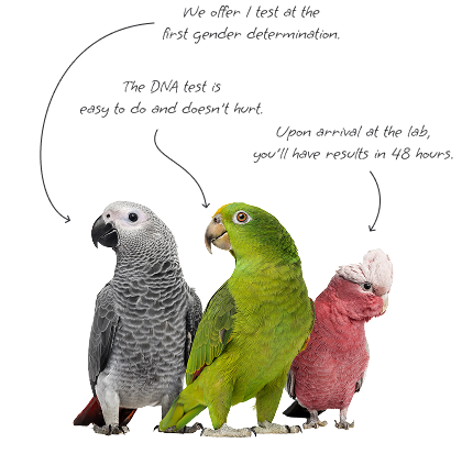 DNA Test Birds